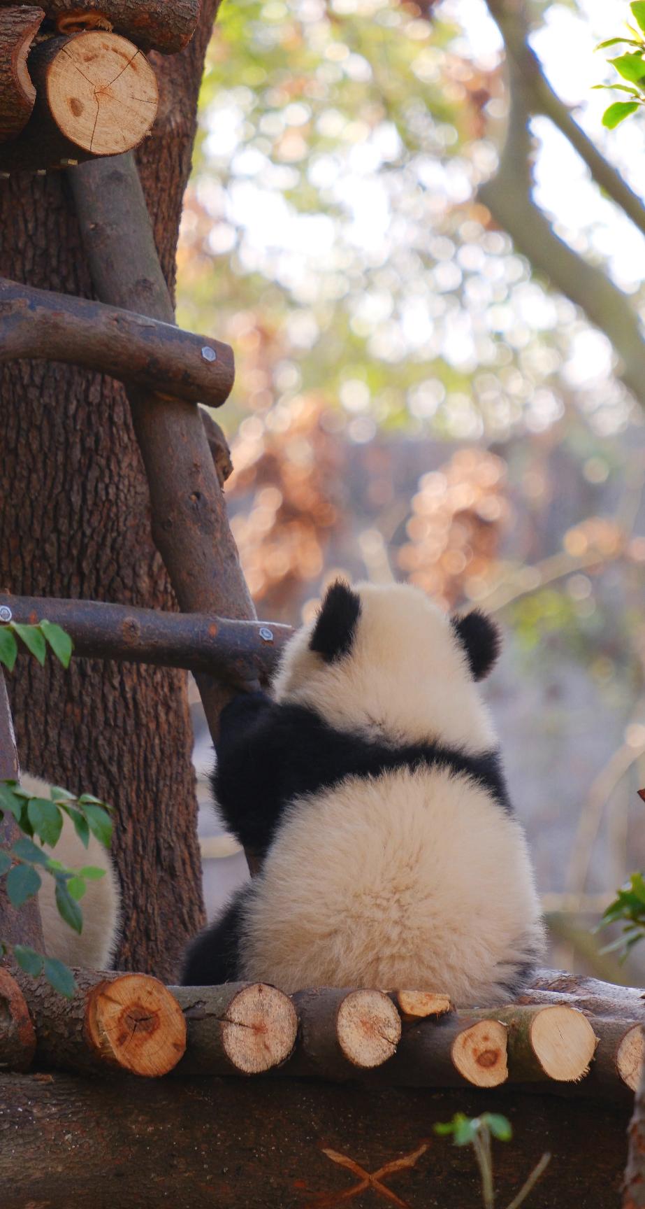 Chengdu 4-Day Family Getaway - Photo 2