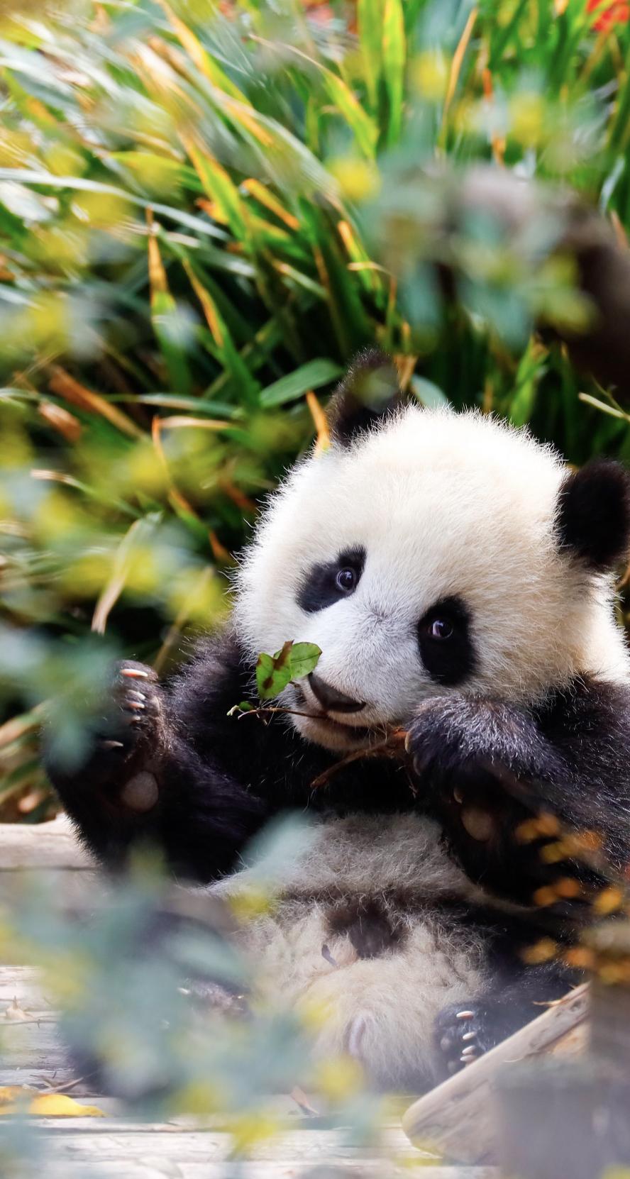 Chengdu 4-Day Family Getaway - Photo 4