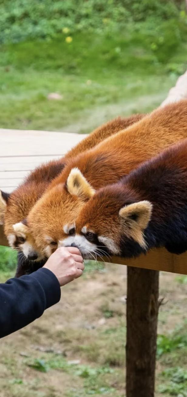 Chengdu 4-Day Family Getaway - Photo 5