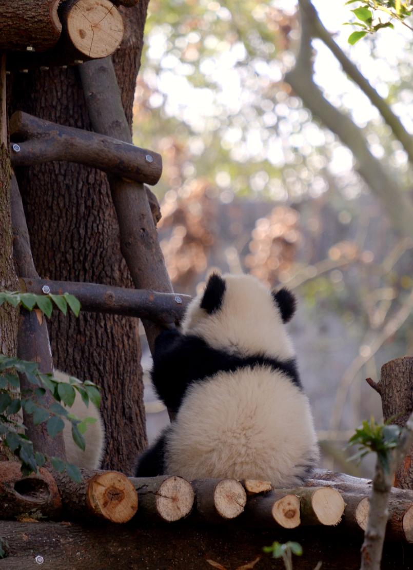 Chengdu · Leshan · Zigong — A 6-Day Sichuan Discovery - Photo 5